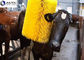 Farm Automatic Swing Cattle Scratching Brush Massager With Motor Yellow Green